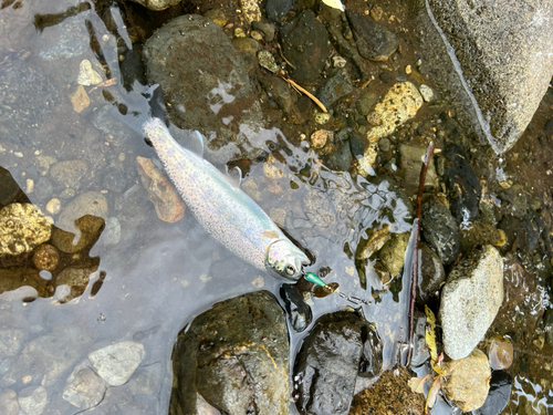 ニジマスの釣果