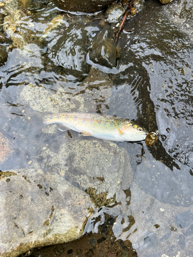 ニジマスの釣果