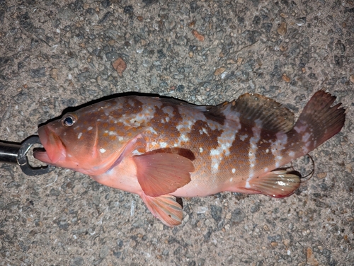 アコウの釣果