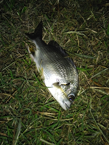 キチヌの釣果