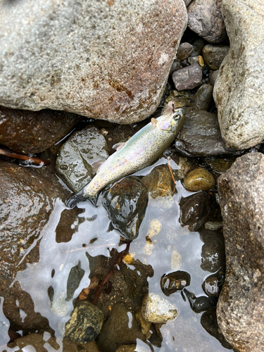 ニジマスの釣果