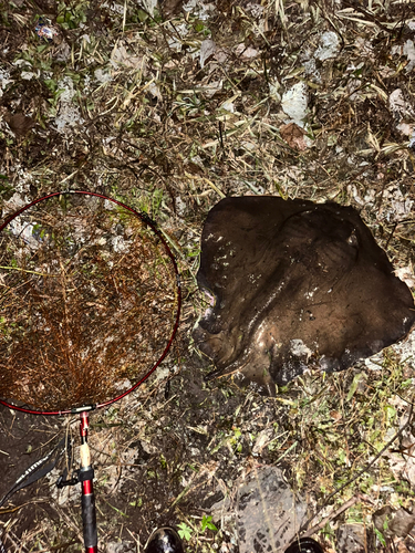 アカエイの釣果