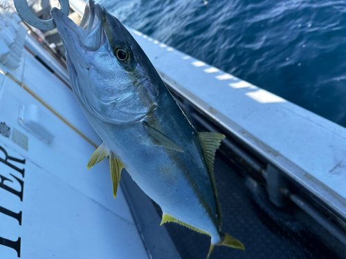 ヒラマサの釣果