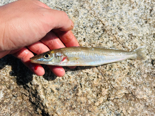 キスの釣果