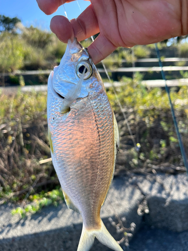 クロサギの釣果