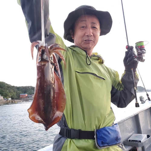 アオリイカの釣果