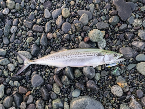 サゴシの釣果