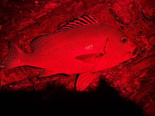 アジアコショウダイの釣果