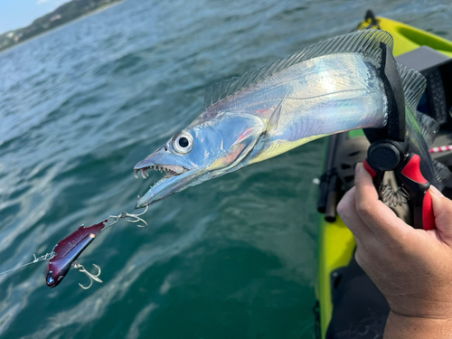 タチウオの釣果