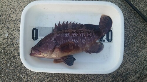 マハタの釣果