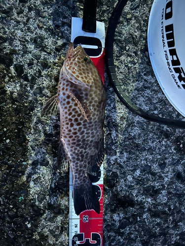 オオモンハタの釣果