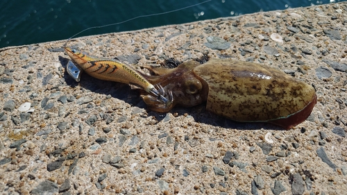 コウイカの釣果