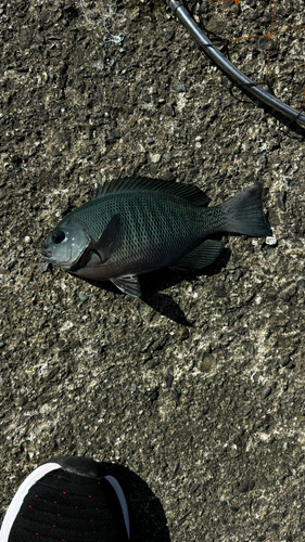 メジナの釣果