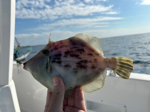 カワハギの釣果