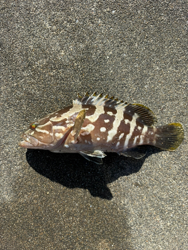 キジハタの釣果