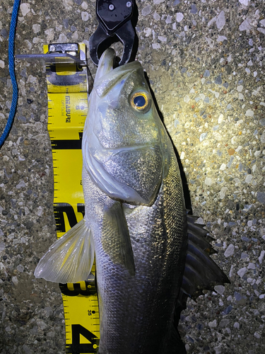 シーバスの釣果