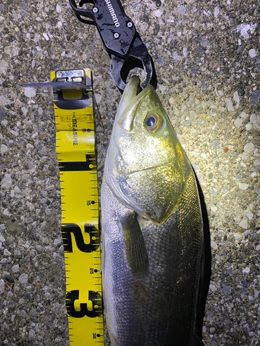 シーバスの釣果