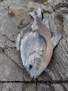 クチブトグレの釣果