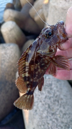 カサゴの釣果