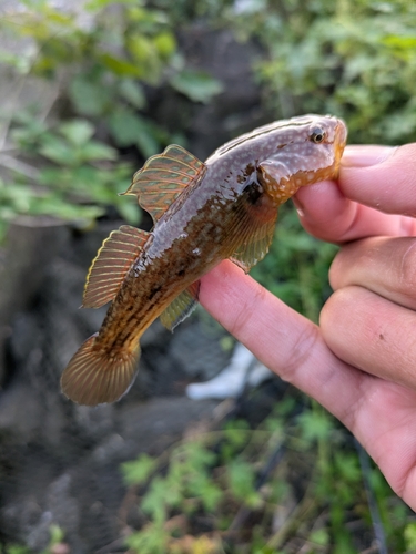 ヌマチチブの釣果