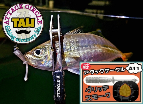 マアジの釣果