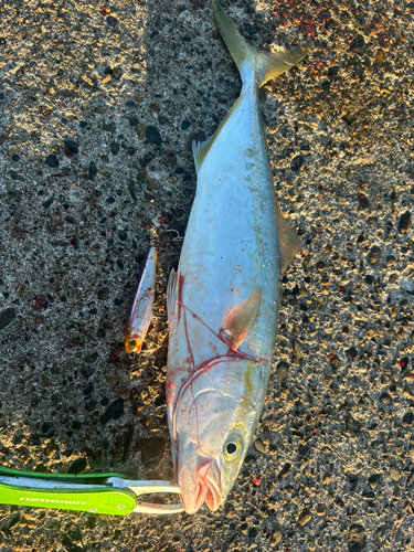 イナダの釣果