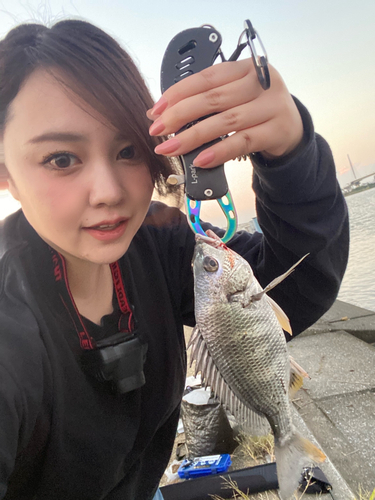 キビレの釣果