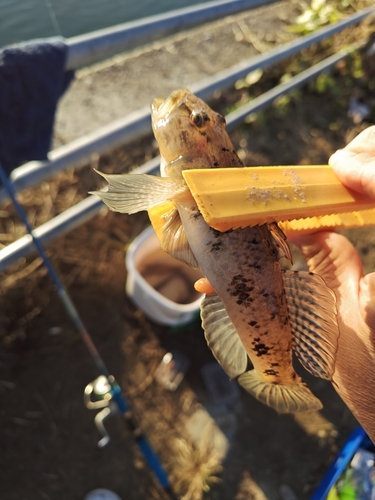 マハゼの釣果