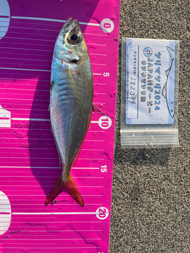 アジの釣果