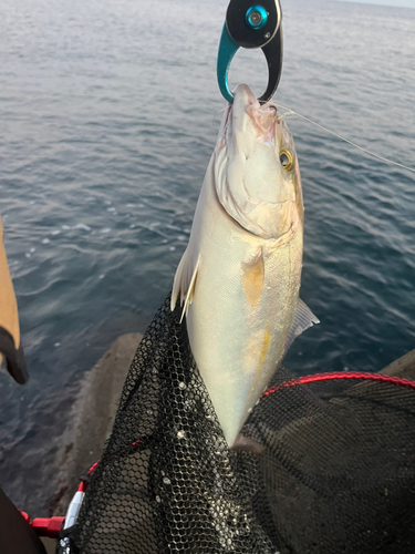 ショゴの釣果