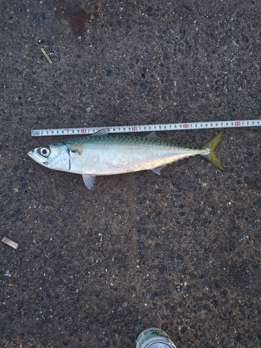 サバの釣果