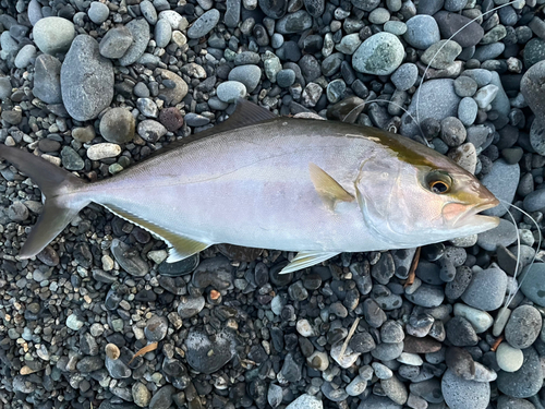 ショゴの釣果