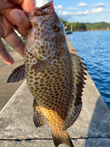 オオモンハタの釣果