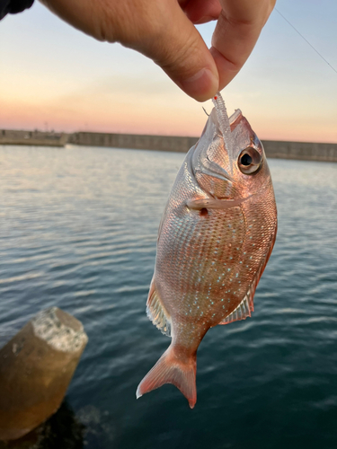 タイの釣果