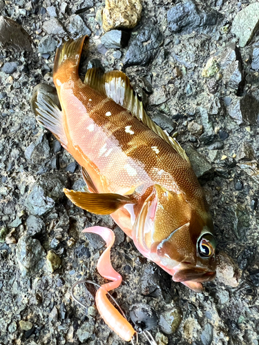 アカハタの釣果