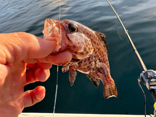 オオモンハタの釣果