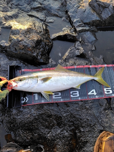 イナダの釣果