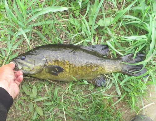 スモールマウスバスの釣果