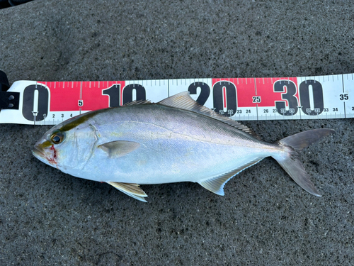 ショゴの釣果