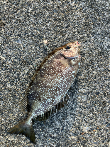 アイゴの釣果