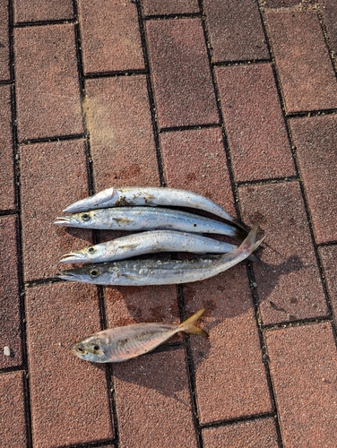 カマスの釣果