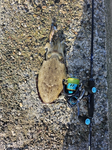 コウイカの釣果