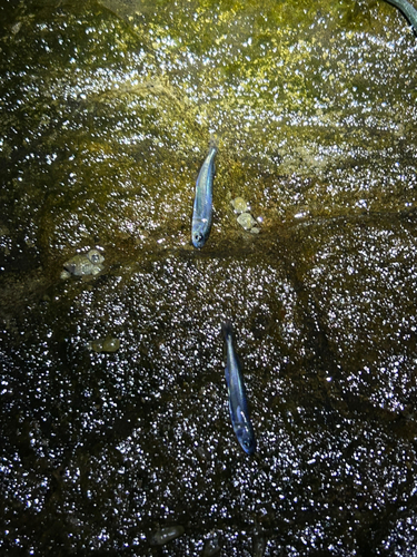 イワシの釣果