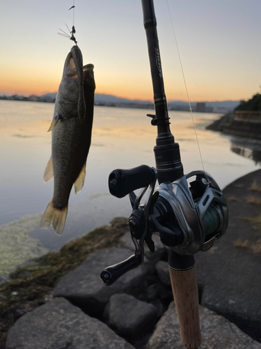 ブラックバスの釣果