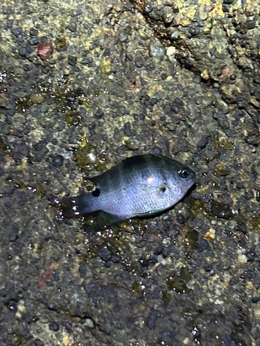 シマスズメダイの釣果