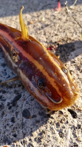 ゴンズイの釣果