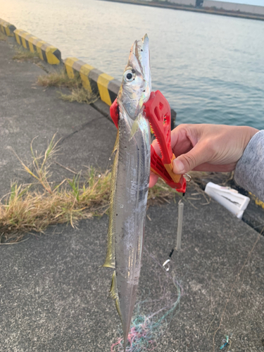 タチウオの釣果