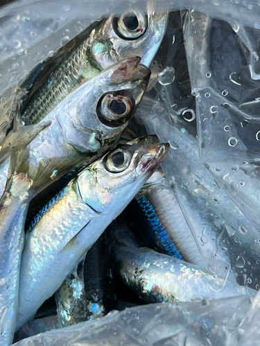 ウルメイワシの釣果