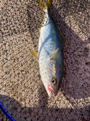 ハマチの釣果