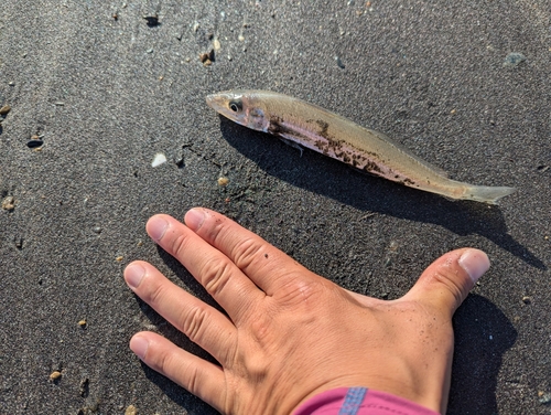 シロギスの釣果